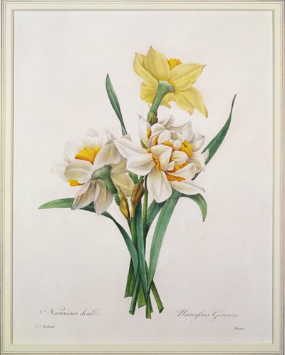 Narcissus gouani (dubbel påsklilja), graverad av Bessin, från "Choice of the Most Beautiful Flowers", 1827 av Pierre-Joseph Redouté